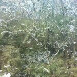 雪覆樹林景象