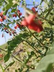 枝頭紅果枸杞生機(jī)盎然