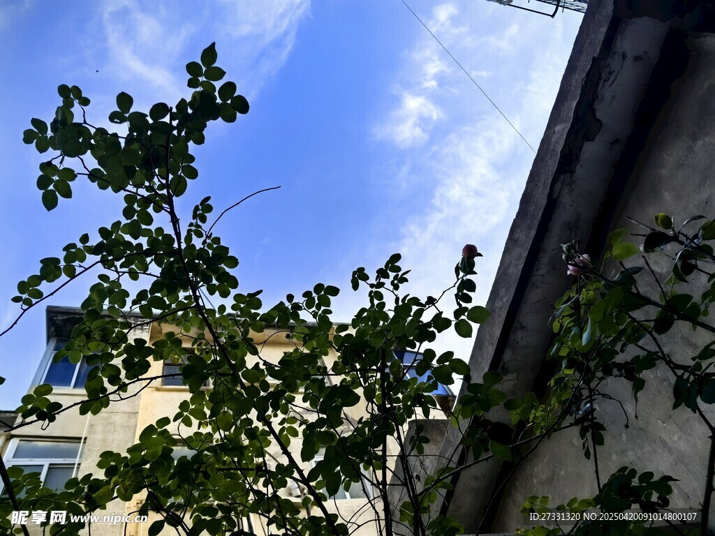 藍天綠樹旁的建筑一角