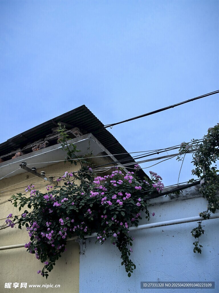 墻上綻放的美麗紫色花卉