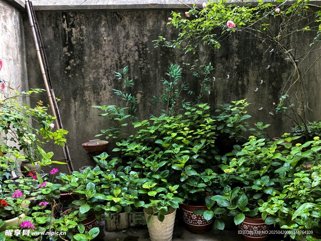 庭院綠植一角