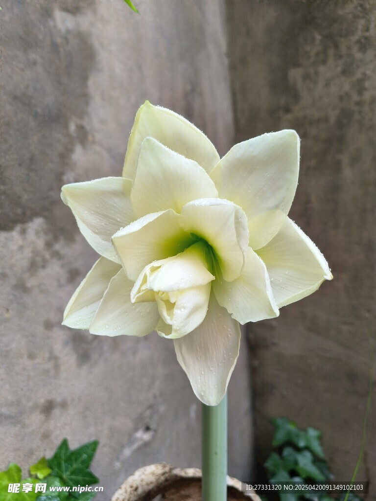 素雅白朱頂蘭綻放