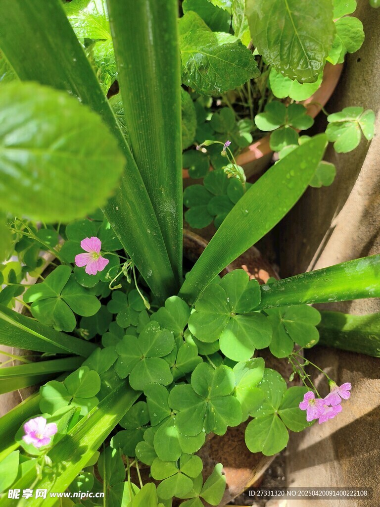 綠葉叢中的粉嫩小花