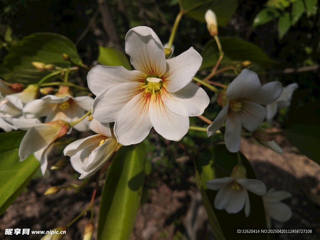 油桐花 