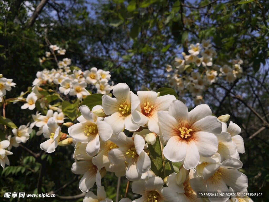 油桐花