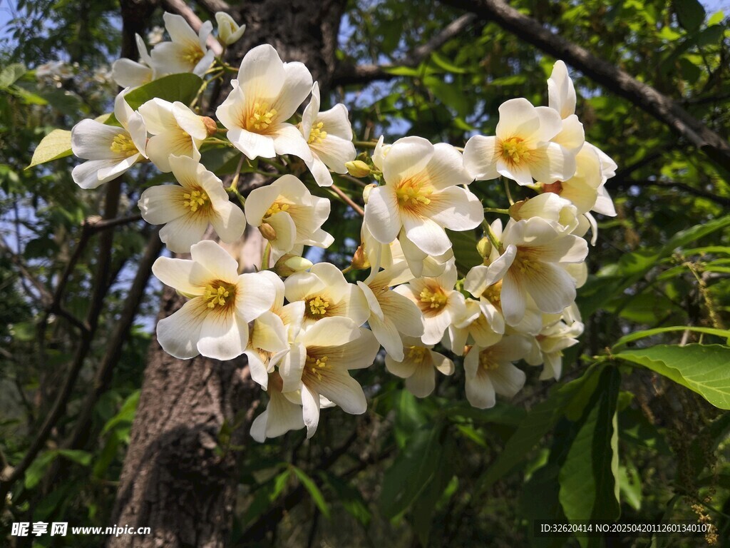 油桐花