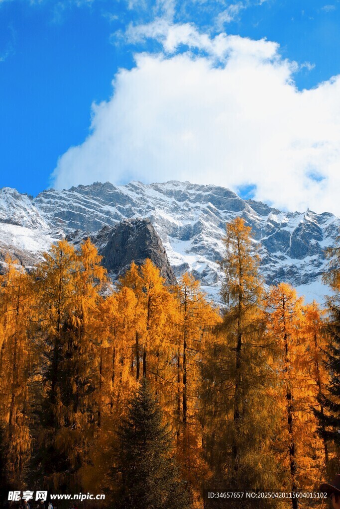 秋日雪山下的金黃樹林