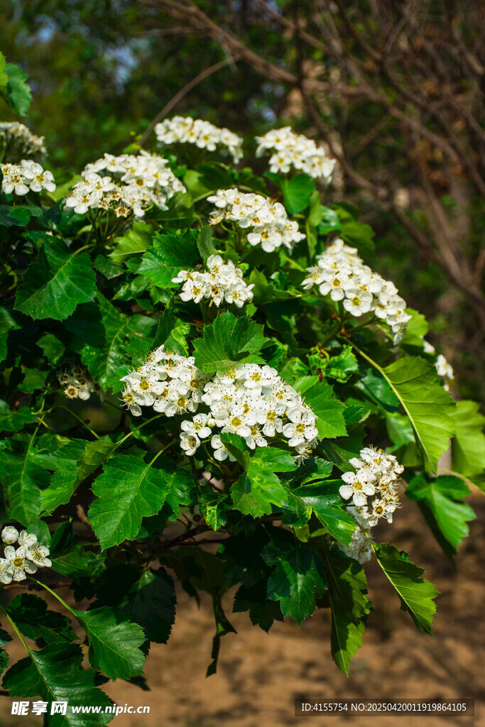 白色山楂花