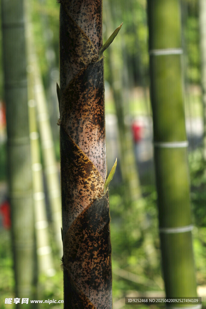 筍尖 
