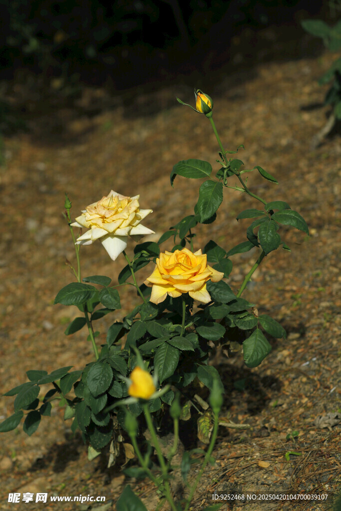 黃玫瑰花 
