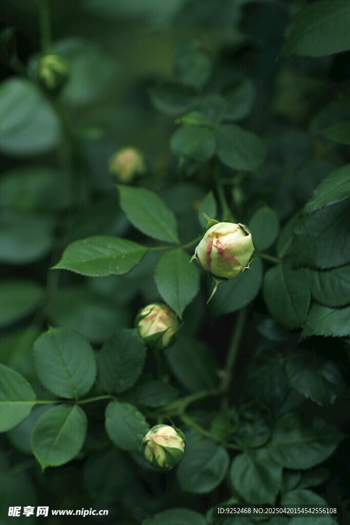  玫瑰花蕾
