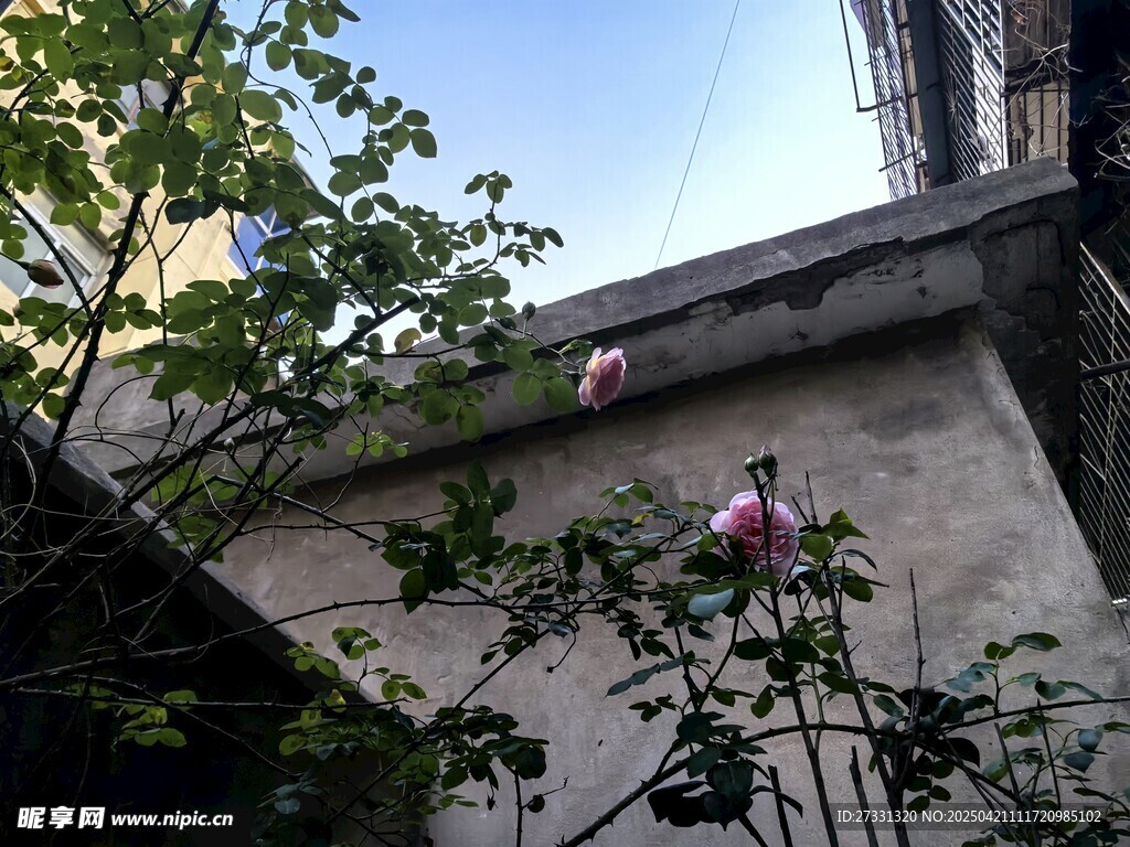 老舊建筑旁的綠植與花卉