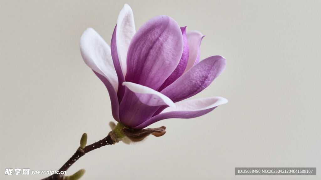 紫玉蘭花