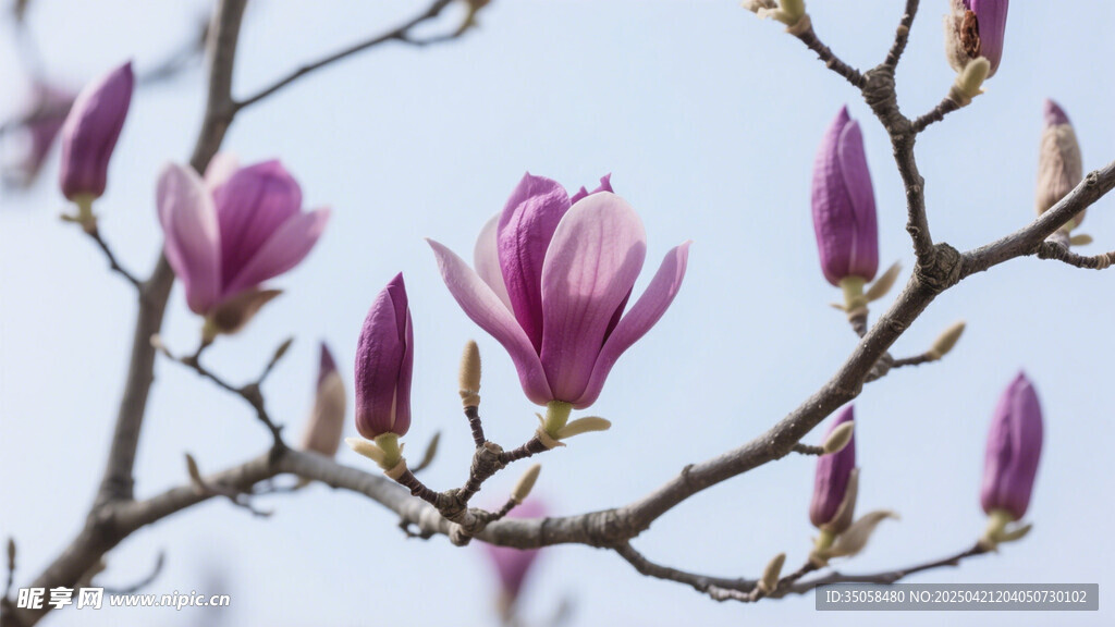 紫玉蘭花