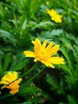 黃色小花綻放于綠草間