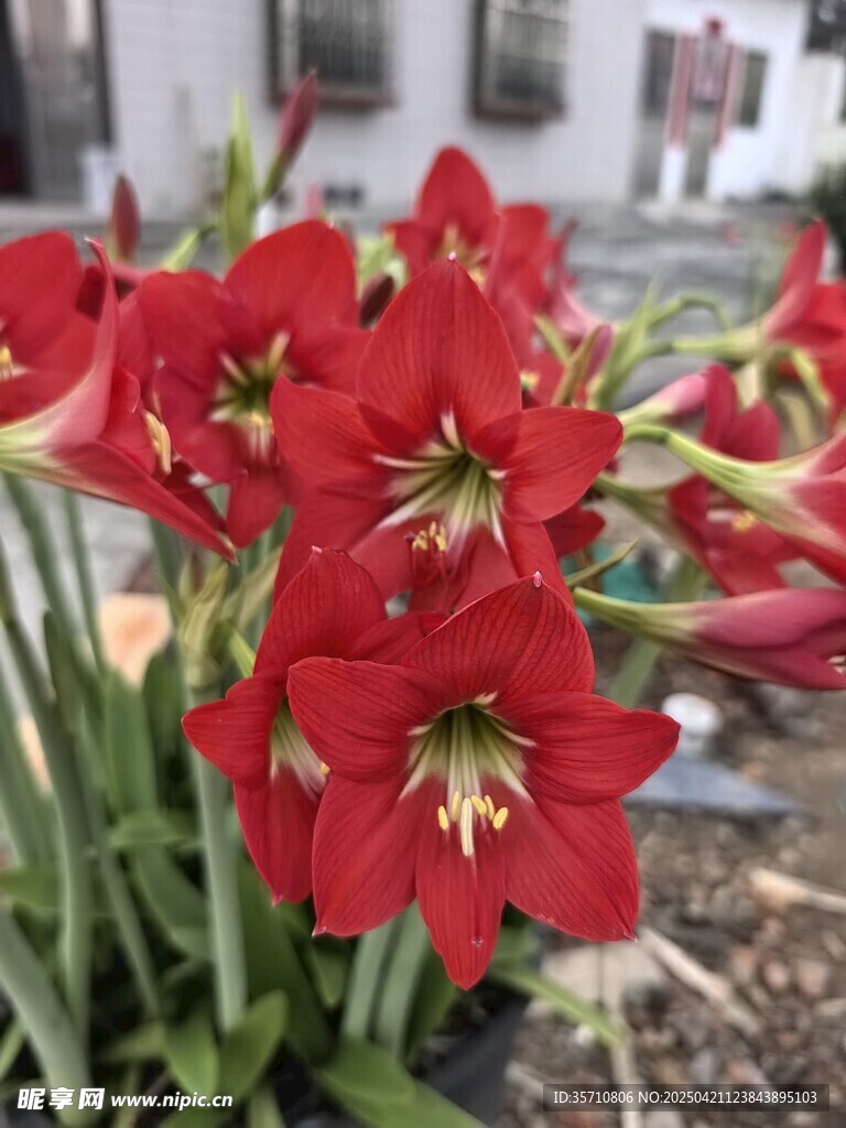 嬌艷水仙花綻放