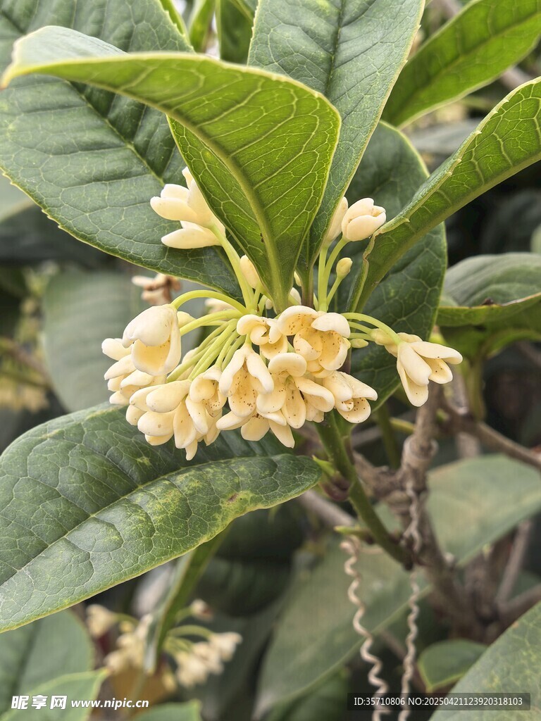 盛開(kāi)的黃色桂花
