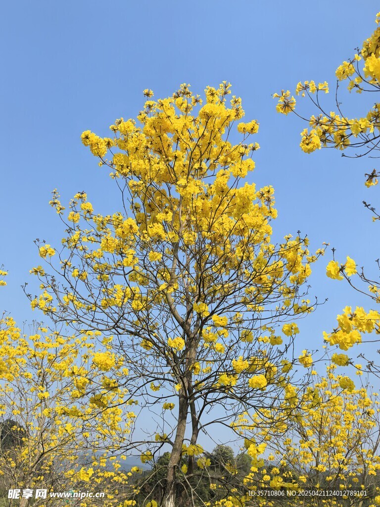 金黃繁花樹 藍天背景下