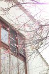 陽光透過樹枝照向建筑物