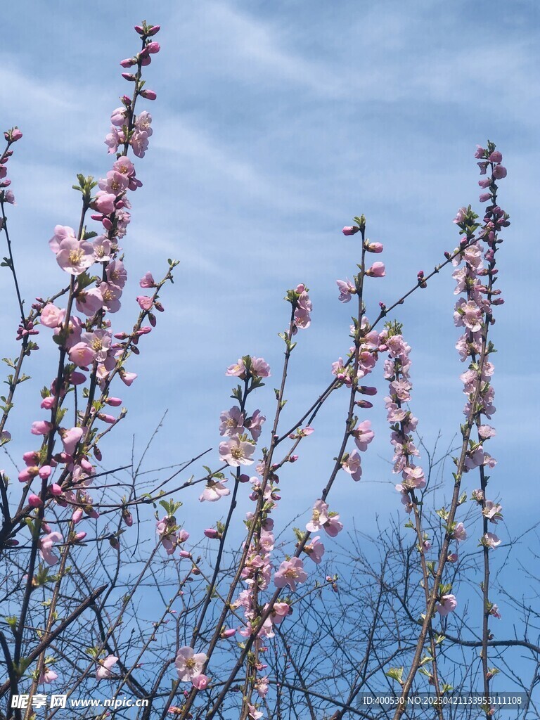 春日初開