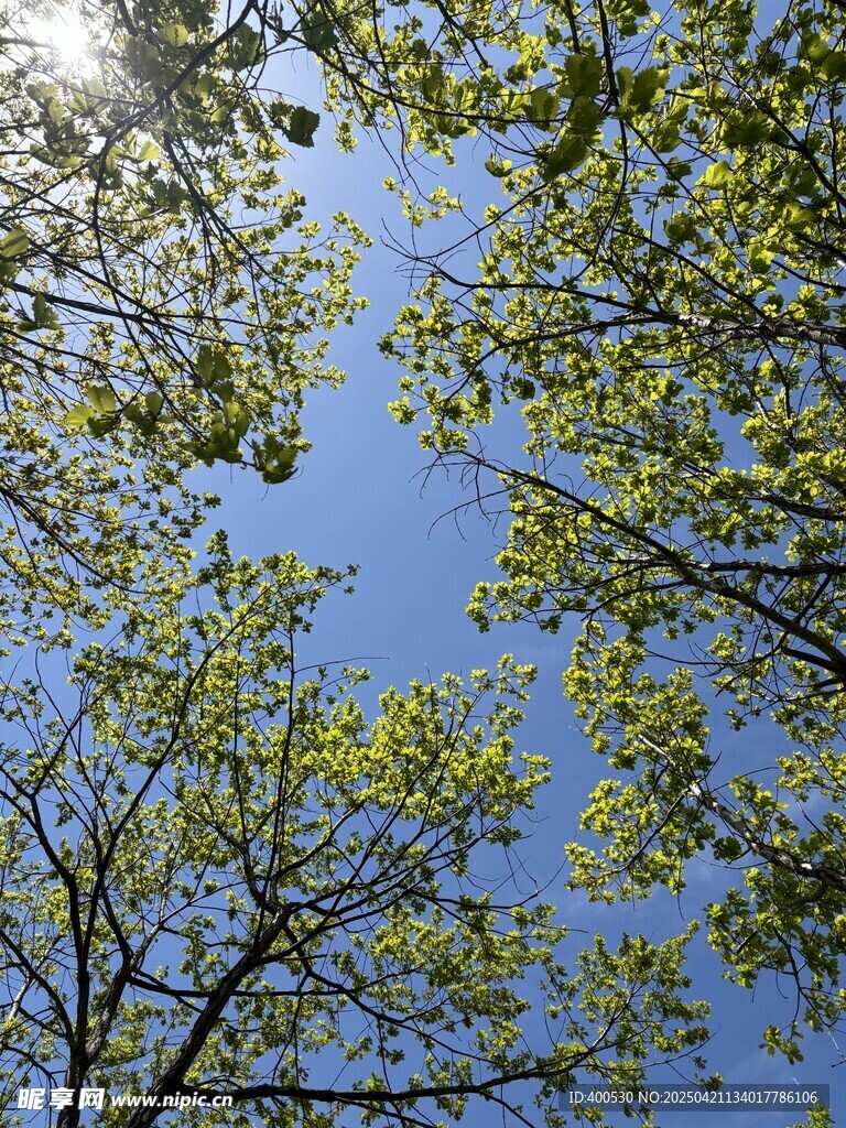 春天