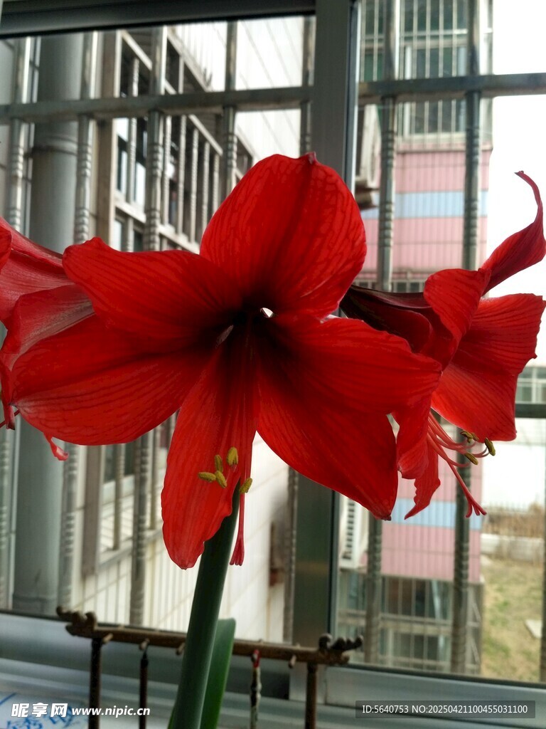 窗前綻放的艷麗朱頂紅大頭蘭