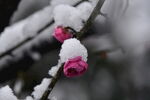 雪中綻放的嬌艷紅梅