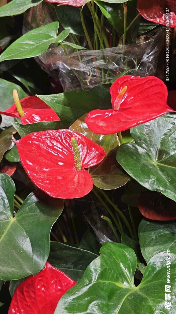鮮艷紅掌綻放綠葉間