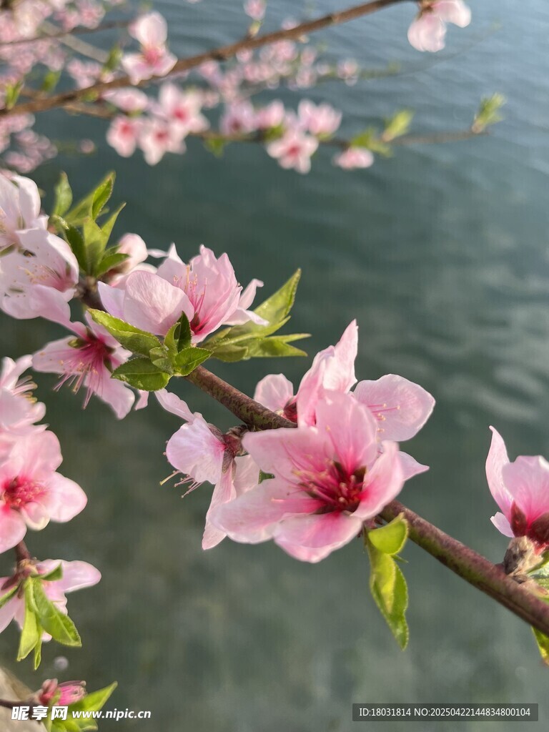 湖畔綻放的粉嫩桃花枝