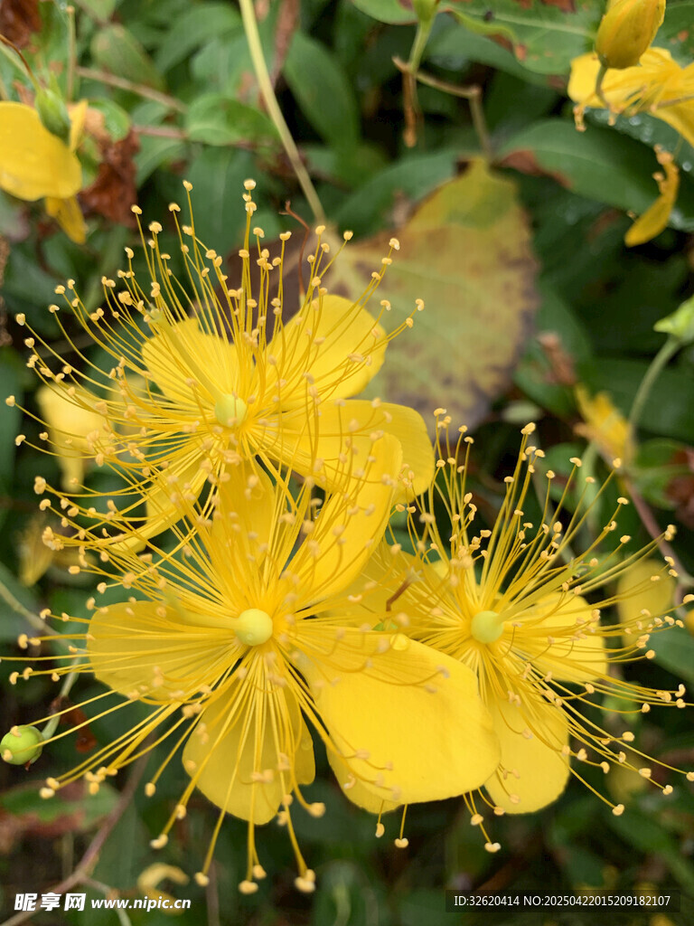金絲桃花
