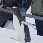 雪地中的企鵝