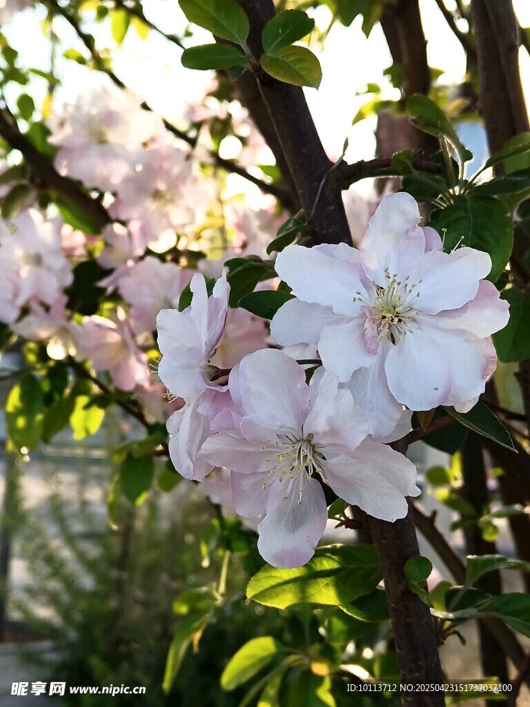 春日綻放的嬌艷白色花朵 海棠