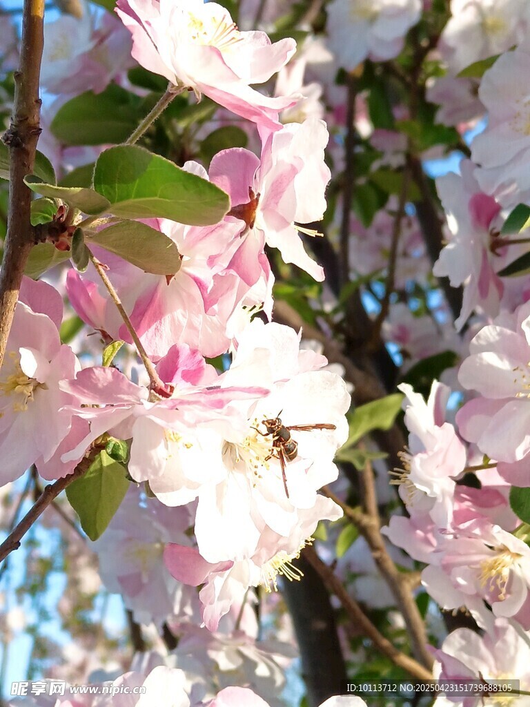 春日海棠花