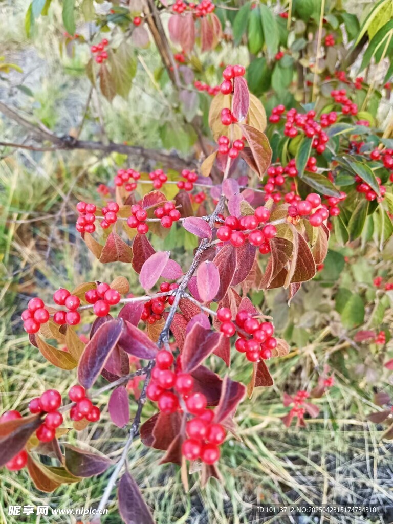 鮮艷紅果植物特寫