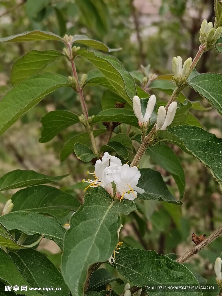 綠葉間綻放的白色小花 忍冬