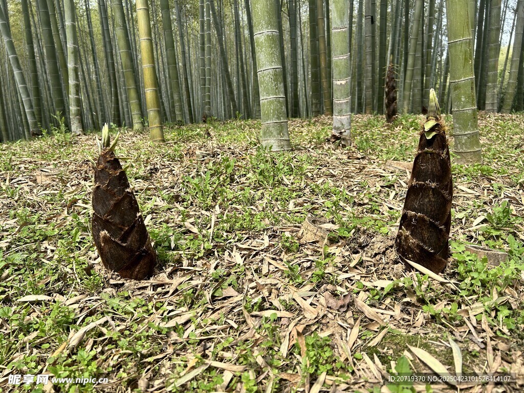竹林中的鮮嫩竹筍