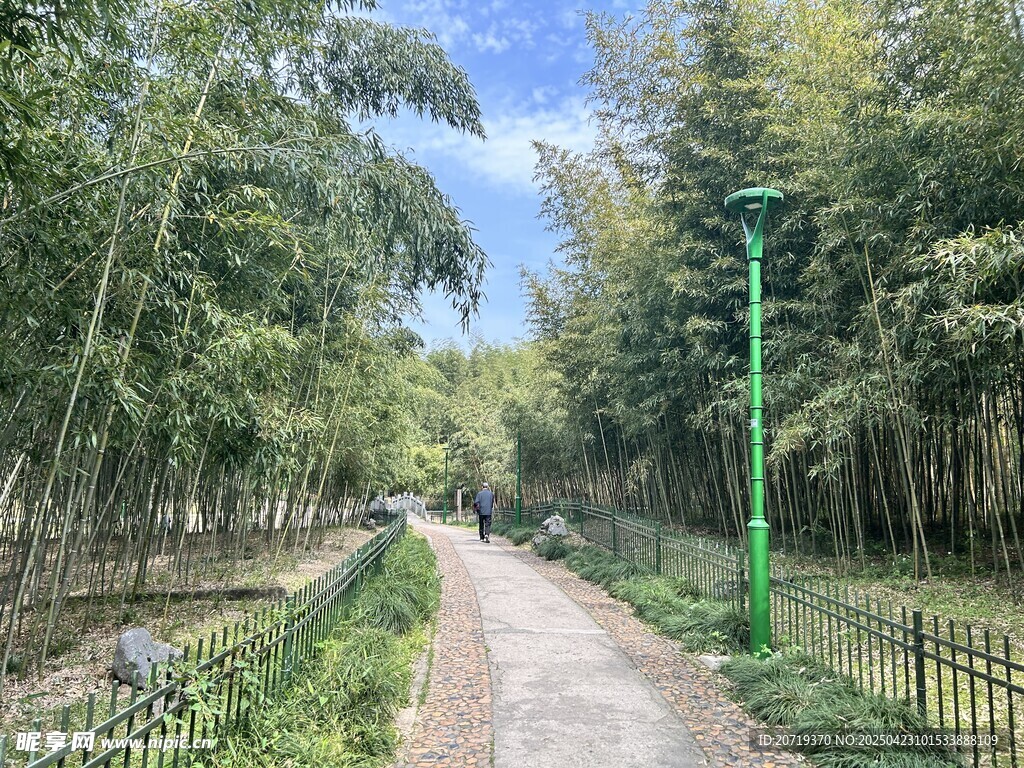 竹林間的清幽小路