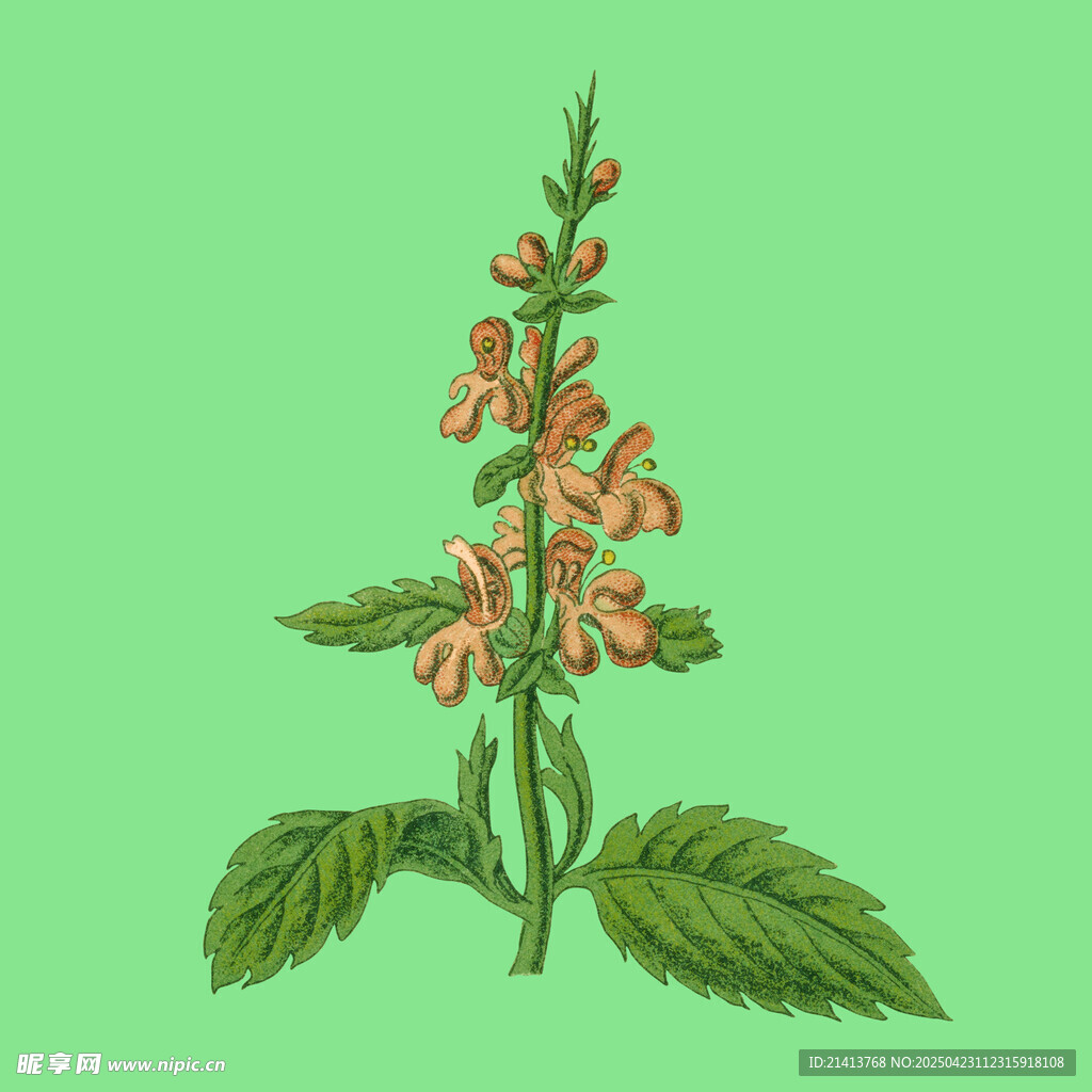 紅色花朵綠葉植物插畫