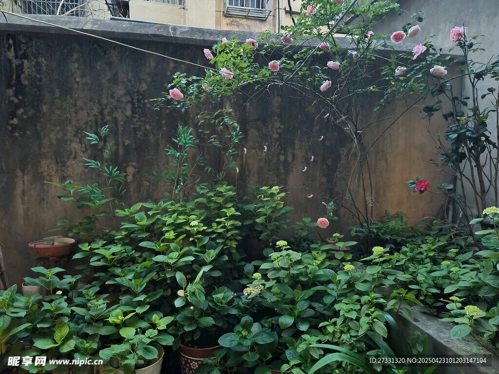 庭院綠植一角