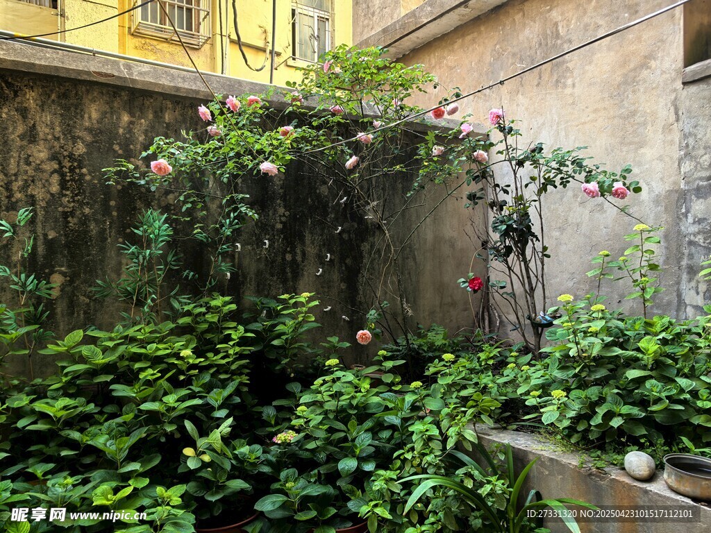 庭院綠植一角