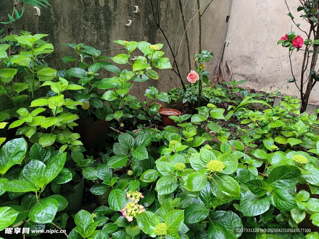 綠意盎然的庭院植物景觀