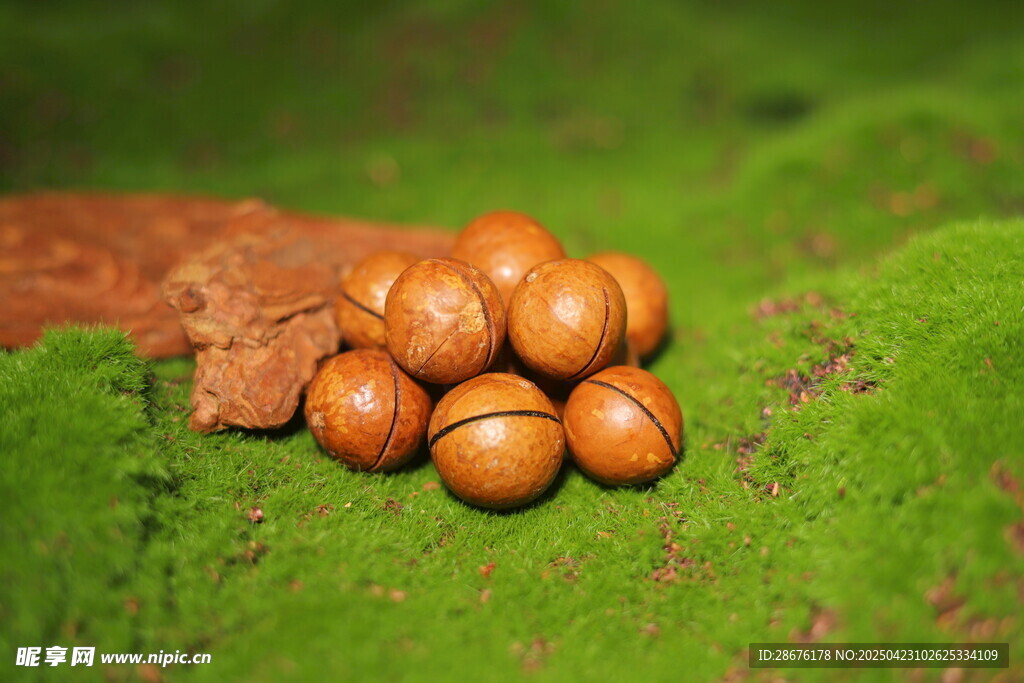 青苔上的棕色堅果