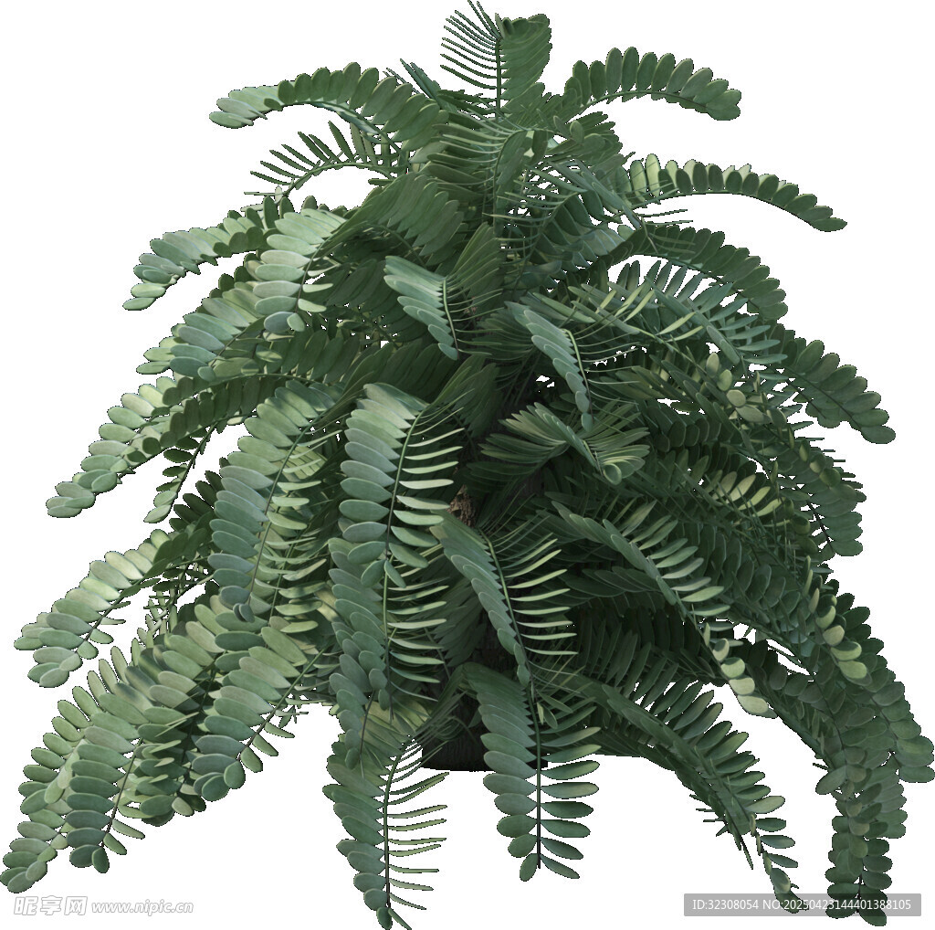 翠綠蕨類植物特寫
