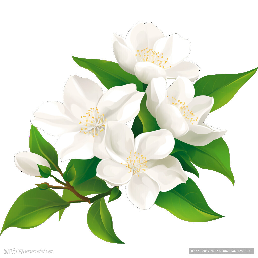 潔白茉莉花枝插畫
