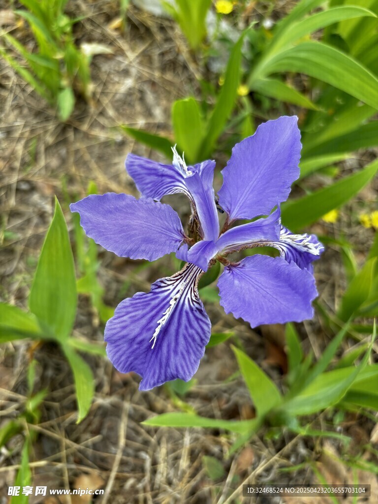 紫色鳶尾花綻放于草地