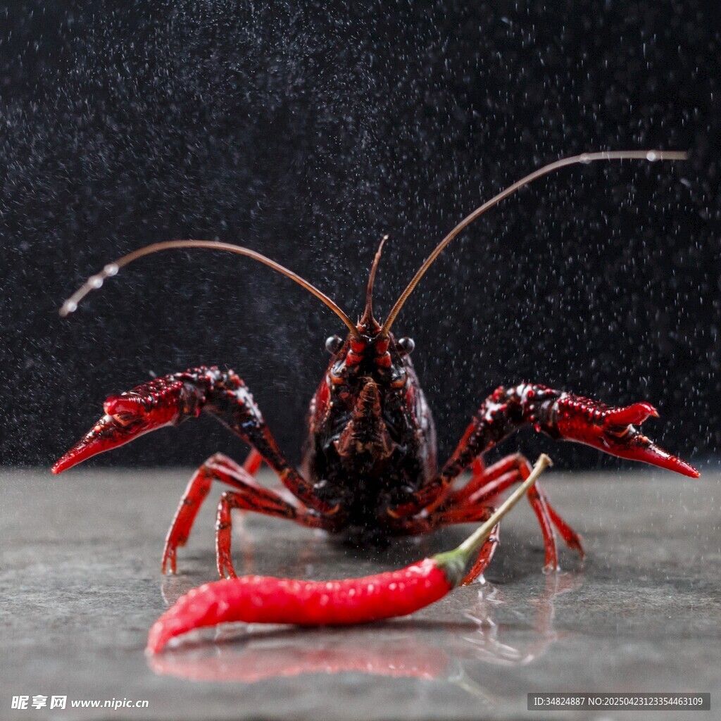 小龍蝦圖片