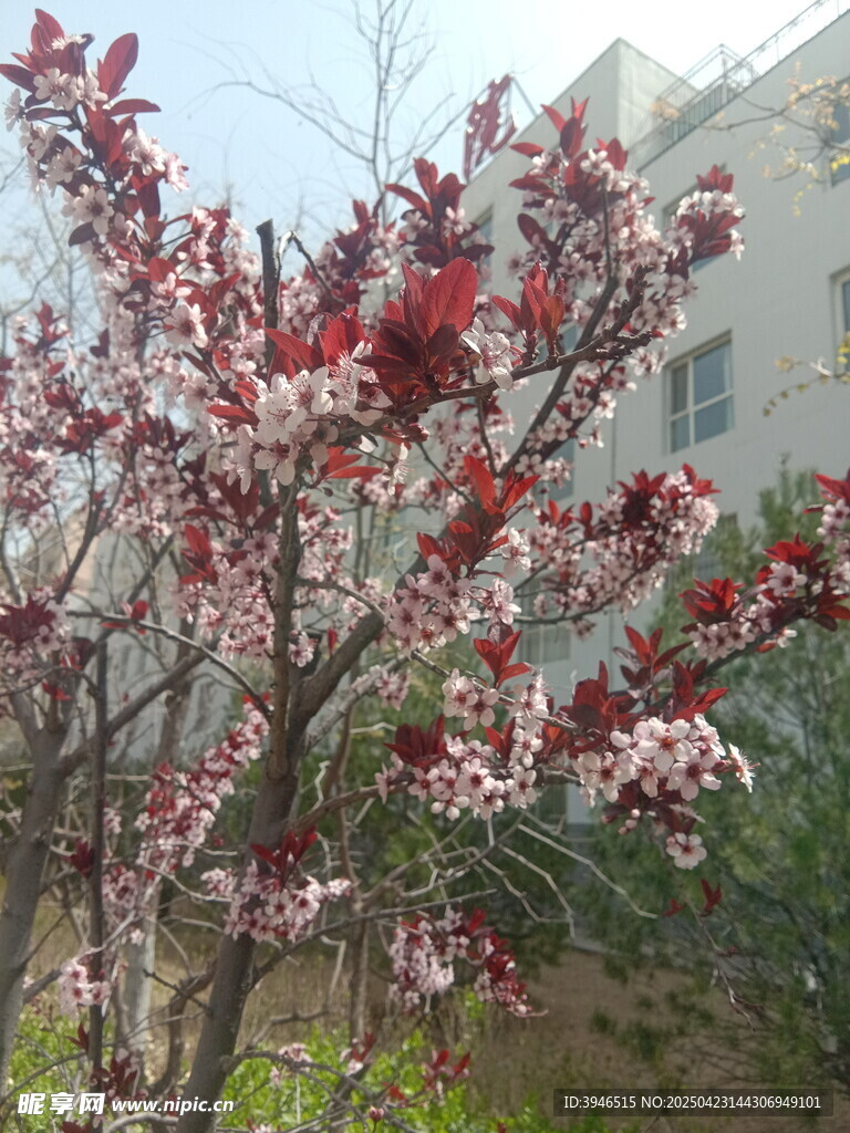 重瓣榆葉梅 紅色花朵和白色花朵