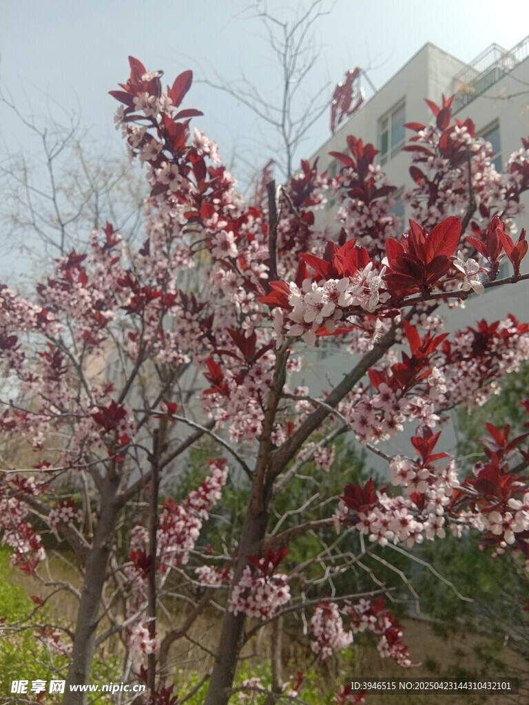 重瓣榆葉梅 紅色花朵和白色花朵