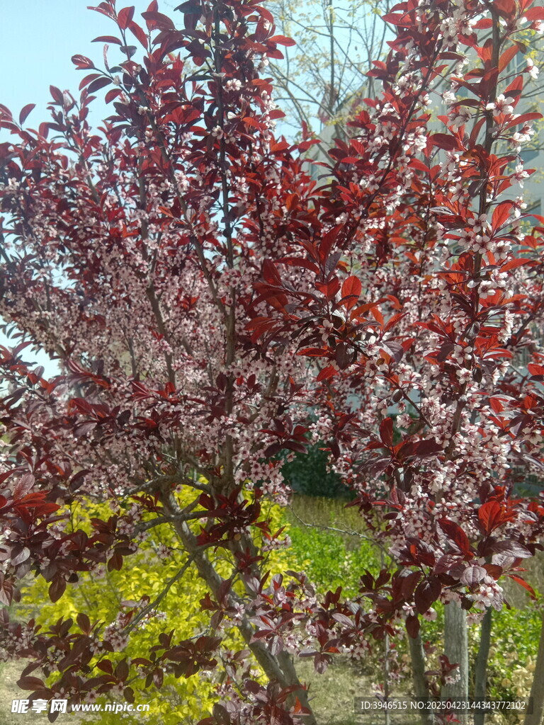 重瓣榆葉梅 白色配紅花