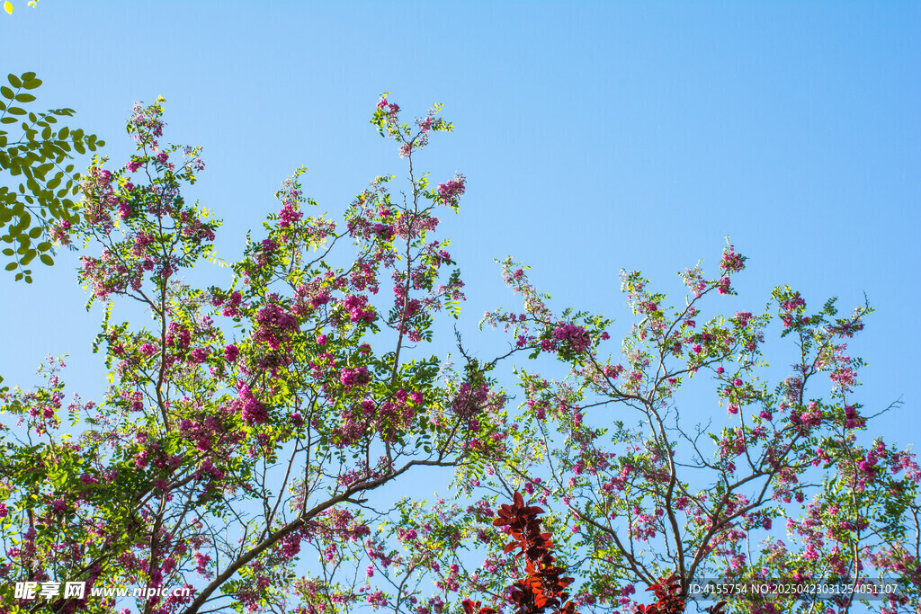 枝頭紅花映藍天